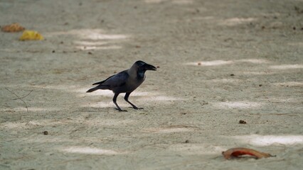 Close-up of lone crow standing on ground, looking around on its long legs and picking up crumbs of food that it likes from ground. Glossy feathers of bird are tightly pressed to body.