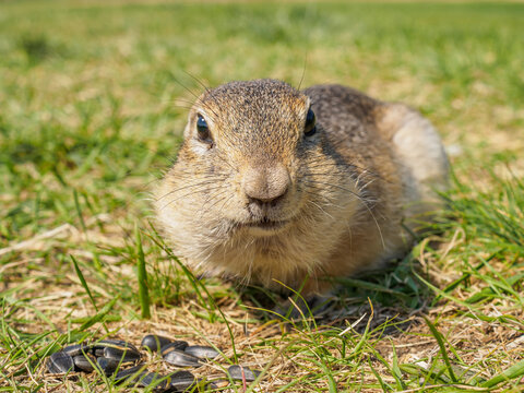 Gopher on the grassy lawn is looking at the camera. Close-up