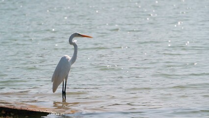 Heron with white plumage and a long yellow beak