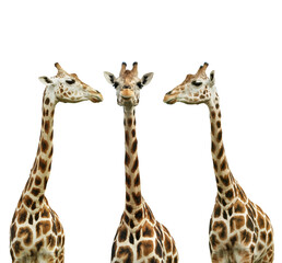 Group of cute giraffes on white background