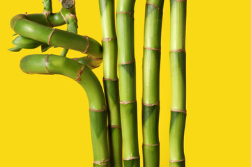 Bamboo stems on yellow background, closeup