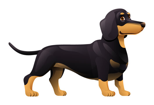 Dachshund dog vector cartoon illustration