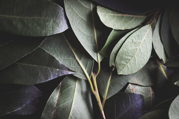 Close up of dark green leaves background. Daphne leaves. Dark and moody background concept with...