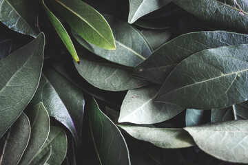Obraz premium Close up of dark green leaves background. Daphne leaves. Dark and moody background concept with plant leaves. Top view. Selective focus