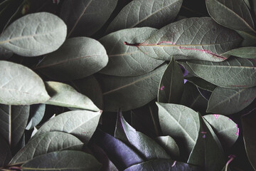 Obraz premium Close up of dark green leaves background. Daphne leaves. Dark and moody background concept with plant leaves. Top view. Selective focus