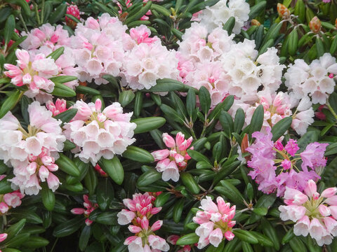blooming pink and white rhododendrons, natural flower background