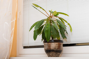 Euphorbia leuconeura Madagascar jewel - grows in a pot indoors near a window