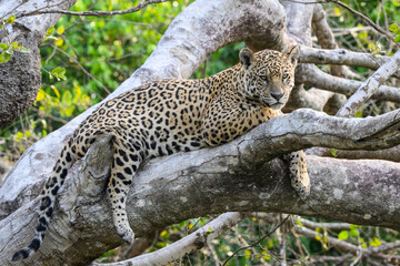 Wild Jaguar lying down on fallen tree trunk in Pantanal, Brazil