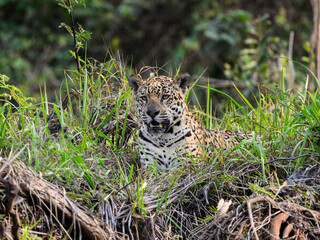 Wild Jaguar lying down in the tall grass in Pantanal, Brazil