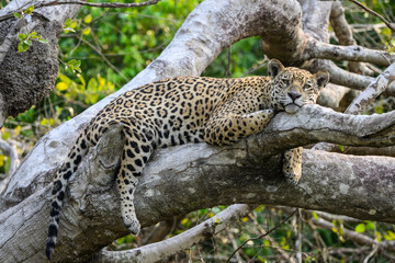 Wild Jaguar lying down on fallen tree trunk in Pantanal, Brazil