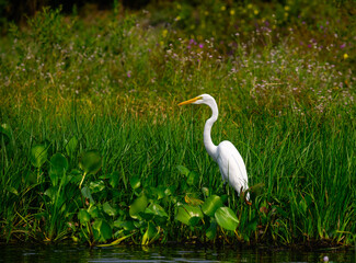 Great Egret standing in aquatic plants on the pond in Pantanal, Brazil