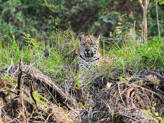 Wild Jaguar lying down in the tall grass in Pantanal, Brazil