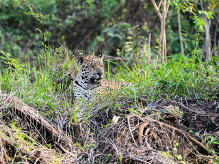 Wild Jaguar lying down in the tall grass in Pantanal, Brazil