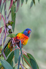 Cheeky young rainbow lorikeet in a eucalyptus tree