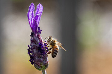 Honey bee on a lavendar flower during the summer in Australia