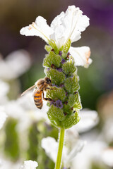 Honey bee on a lavendar flower during the summer in Australia