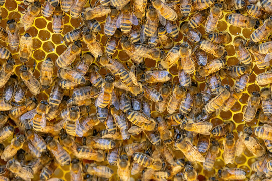 Bees on a honeycomb frame during an inspection to determine the health of the colony