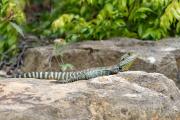 Side eye from a handsome Gippsland Water Dragon (Intellagama lesueurii howitti) in the National Botanic Gardens in Canberra, Australia.