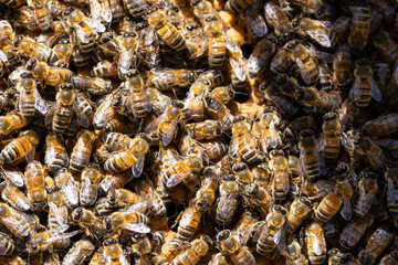 Bees on a honeycomb frame during an inspection to determine the health of the colony