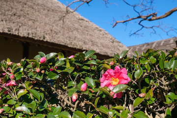 茅葺屋根と寒椿