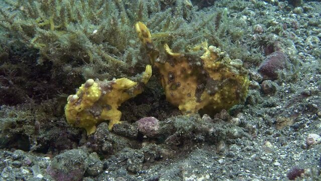 Male and female frog fish sit together next to a bush of algae. 
Warty Frogfish (Antennarius maculatus) 11 cm. ID: skin is covered with wart-like protuberances.