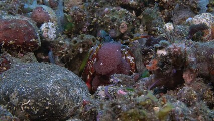 The praying mantis shrimp sits in a hole and holds its caviar in its front paws.
Peacock mantis shrimp (Odontodactylus scyllarus) Indo-Pacific, 18 cm. ID: dark spots on the carapace.