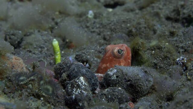 The fish has stuck its head out of its hole and is watching the area.
Variable Jawfish (Opistognathus variabilis) 9.6 cm. Extremely variable in color from blue to golden and dark-spotted color morphs.