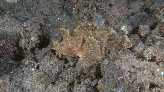 Ambon Scorpionfish (Pteroidichthys amboinensis) 12 cm. Lives in muddy bottom habitats near seaweeds. Color variable, matching surroundings. ID: distinctive branching skin flaps above eyes.