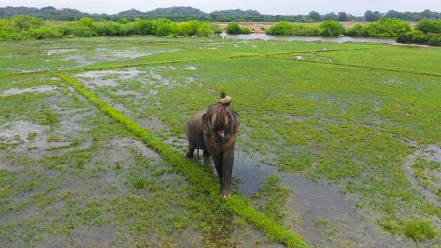 An elephant in a flooded rice field feeds on lush grass. Arugam Bay Sri Lanka.