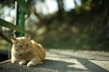 八幡山展望台に住む猫