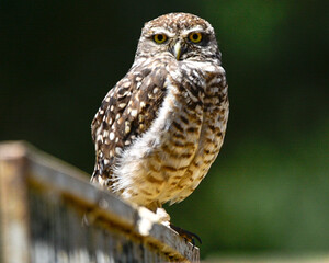 great horned owl