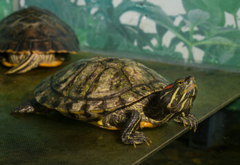 Red-eared terrapin (Trachemys scripta elegans) is a subspecies of the pond slider, a semiaquatic...