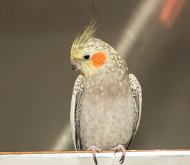 The Female cockatiel  (Nymphicus hollandicus), also known as weiro, or quarrion.