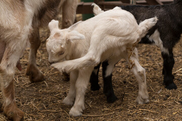 Naklejka na ściany i meble Alpine Goat Dairy Animal. Motherhood, the relationship between a mother and a newborn baby goat.