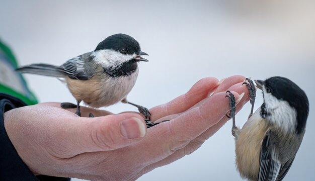 Black-capped Chickadees (Poecile atricapillus) perched on a woman's hand with sunflower seeds