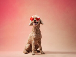 funny dog with glasses on a pink background. Happy red little poodle in studio 
