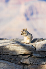 Squirrel eating on a rock wall