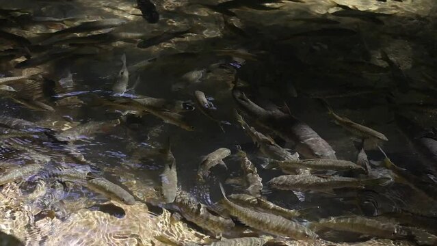 School of fish in the river of a national park in Thailand There are many fish in the water, in the clear stream.
