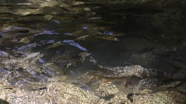 School of fish in the river of a national park in Thailand There are many fish in the water, in the clear stream.