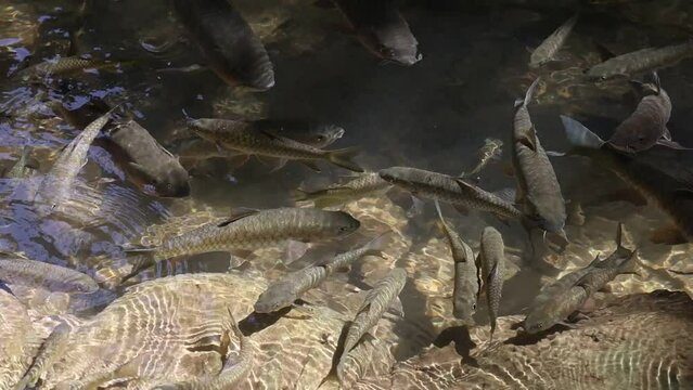 School of fish in the river of a national park in Thailand There are many fish in the water, in the clear stream.