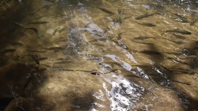 School of fish in the river of a national park in Thailand There are many fish in the water, in the clear stream.