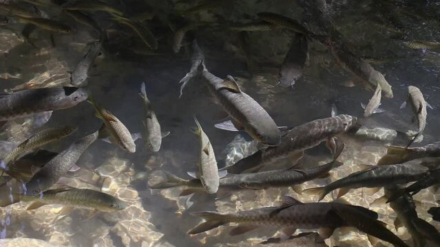 School of fish in the river of a national park in Thailand There are many fish in the water, in the clear stream.