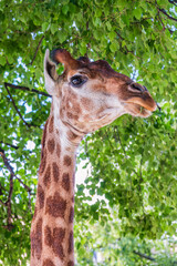 Close-up giraffe head on green leaves background