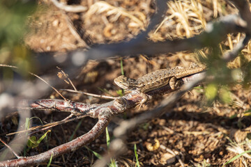 Lizard sunning on a branch