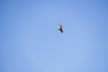 Turkey vulture soaring in the sky

