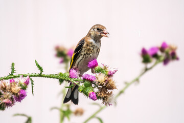 European goldfinch with juvenile plumage, feeding on the seeds of thistles. Carduelis carduelis.