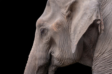 Isolated elephant face on black background