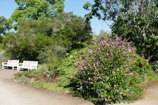 Blumen im Foester Staudengarten auf der Freundschaftsinsel in Potsdam