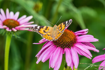 Beautiful butterfly painted lady or Vanessa cardui sitting on purple Echinacea flower in the summer. Close up. Macro.