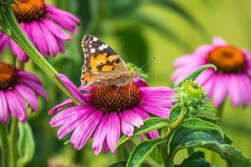 Beautiful butterfly painted lady or Vanessa cardui sitting on purple Echinacea flower in the...